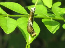 ugliest stage of a butterfly